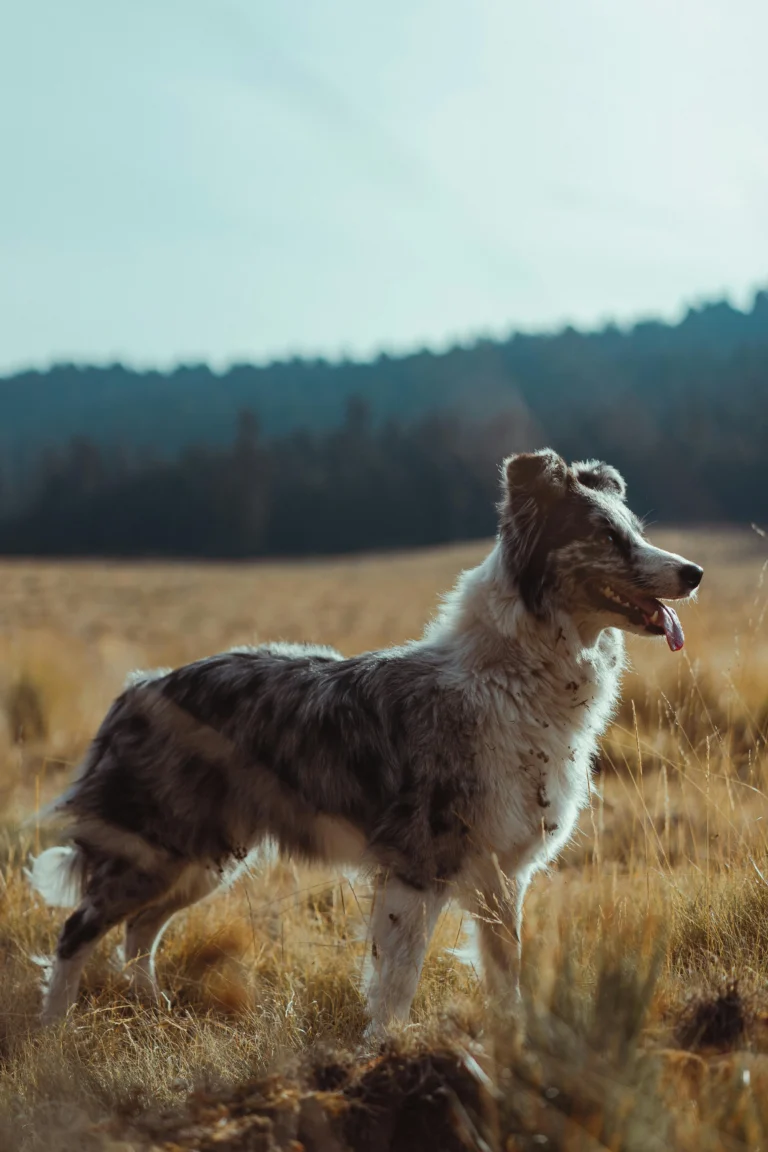 Chiens Produits