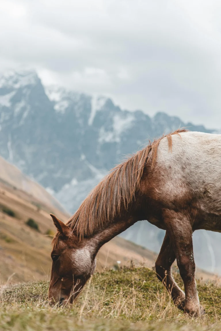 Horses Products